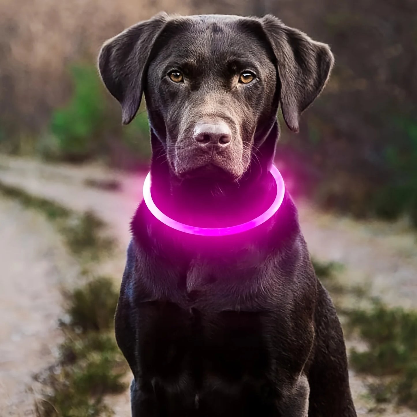 LED Safety Dog Collar — USB Rechargeable Glow