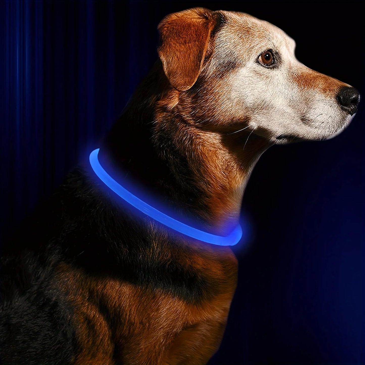 LED Safety Dog Collar — USB Rechargeable Glow