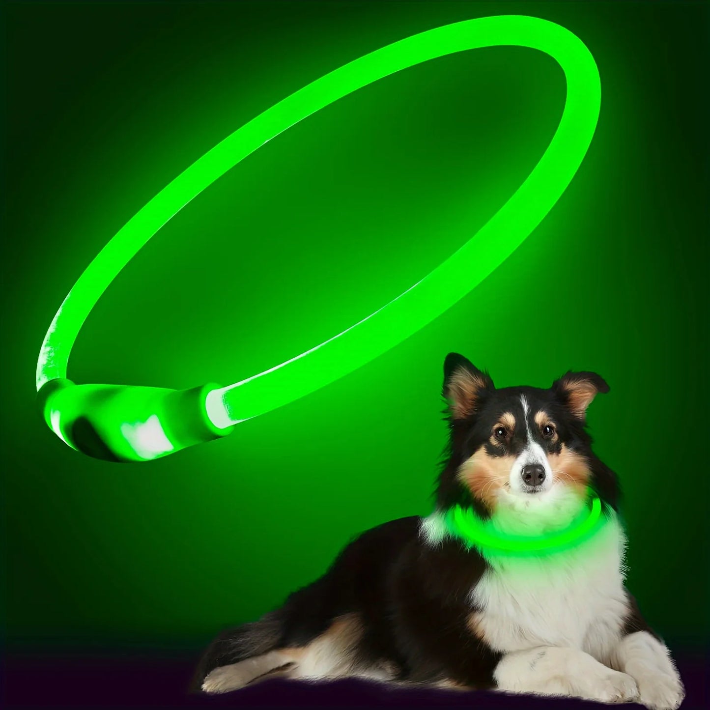 LED Safety Dog Collar — USB Rechargeable Glow