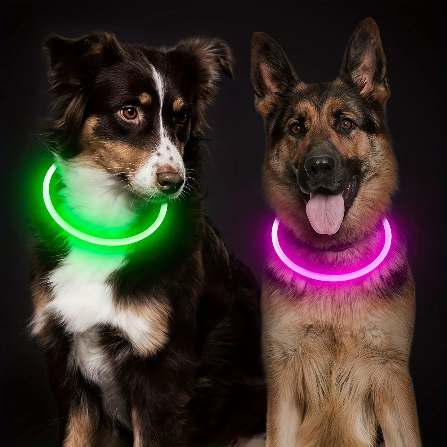 LED Safety Dog Collar — USB Rechargeable Glow