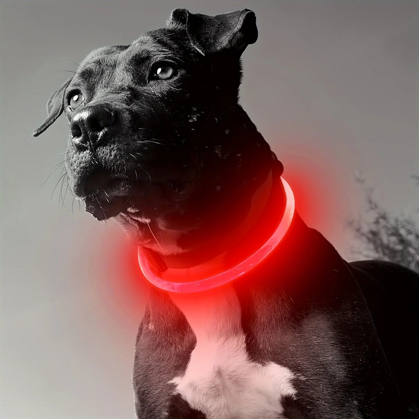LED Safety Dog Collar — USB Rechargeable Glow